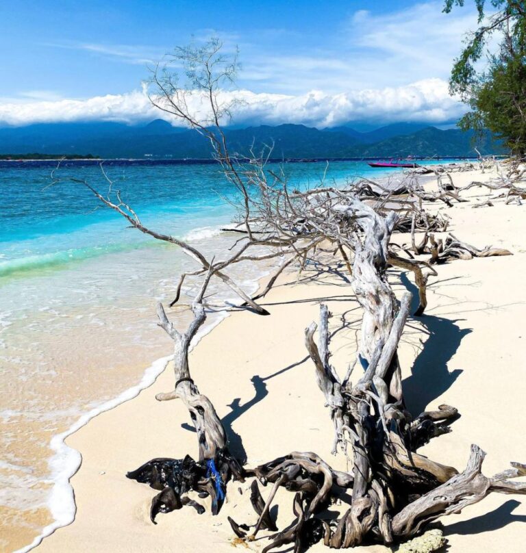 Pesona Pantai Driftwood: Keindahan Alam yang Memikat